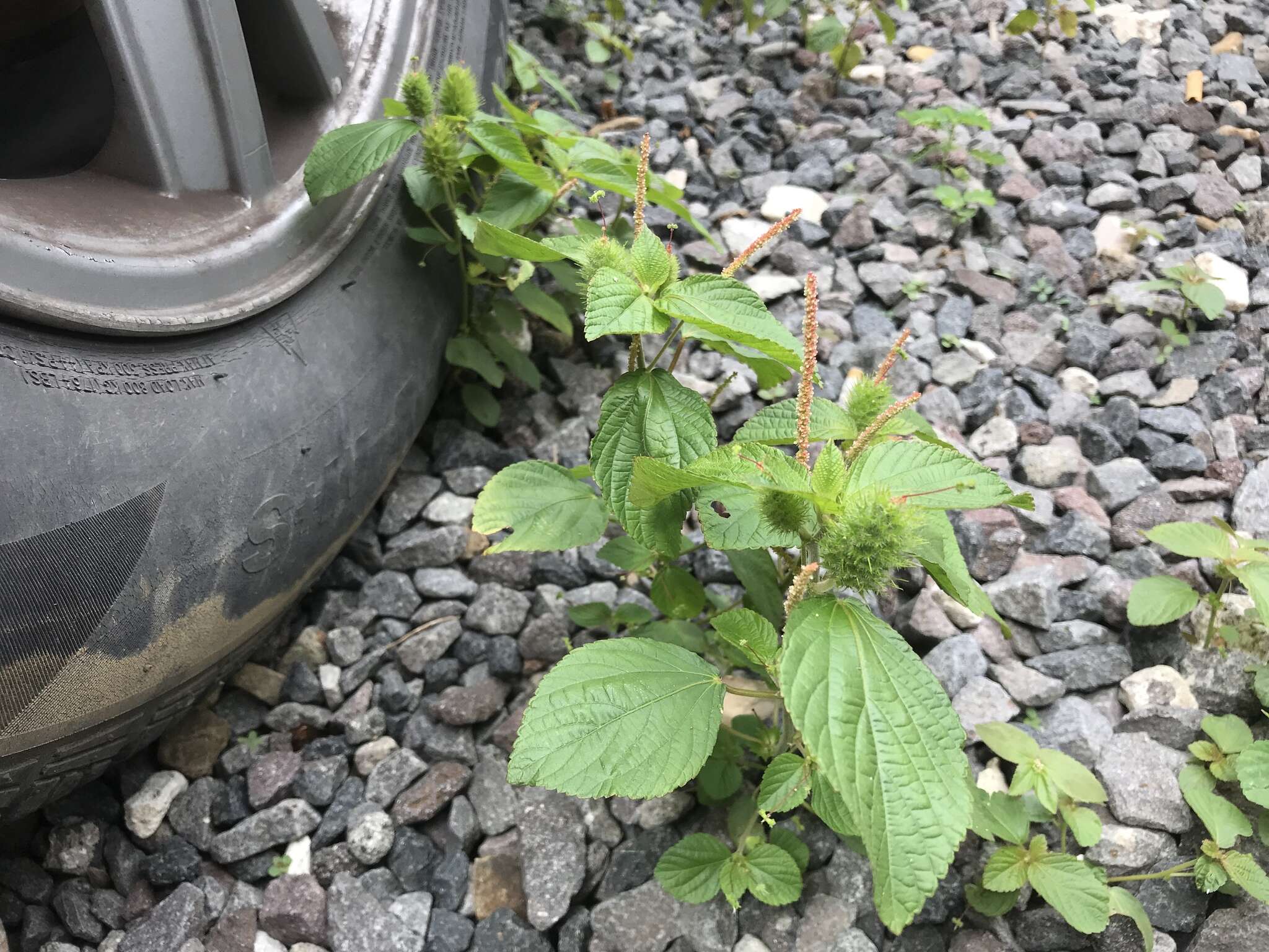 Image de Acalypha poiretii Spreng.