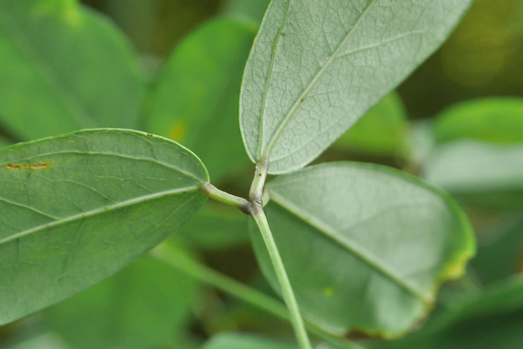 Imagem de Akebia longeracemosa Matsum.