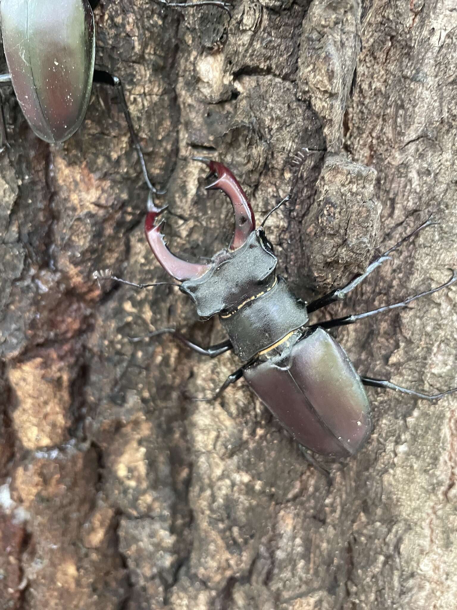 Image de Lucanus cervus cervus