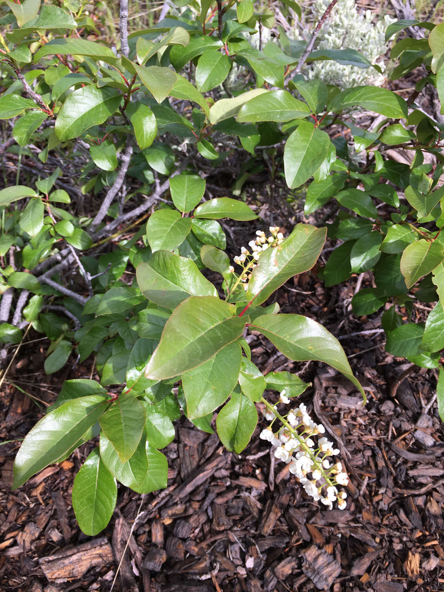 Imagem de Prunus virginiana var. melanocarpa (A. Nels.) Taylor & Mac Bryde