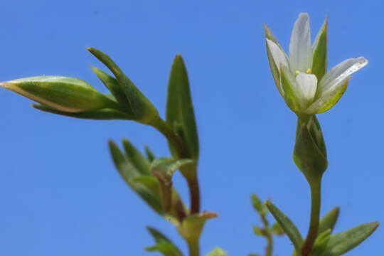 Image of Moenchia erecta subsp. erecta