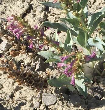 Image of Flowers' beardtongue