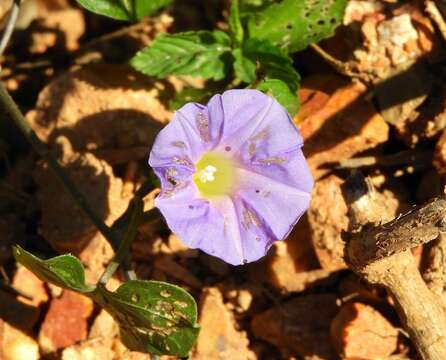 Ipomoea meyeri (Spreng.) G. Don resmi