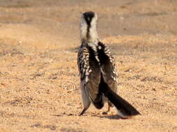 Image of Tockus leucomelas leucomelas (Lichtenstein & Mhk 1842)