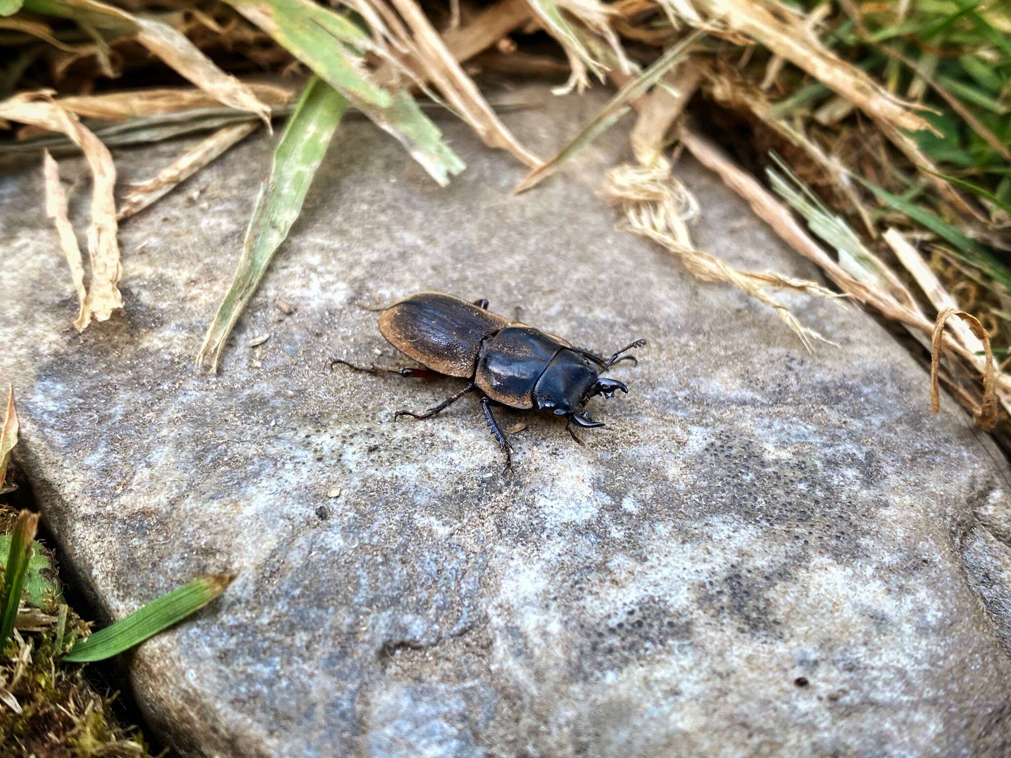 Слика од Erichius femoralis (Guérin-Méneville 1839)