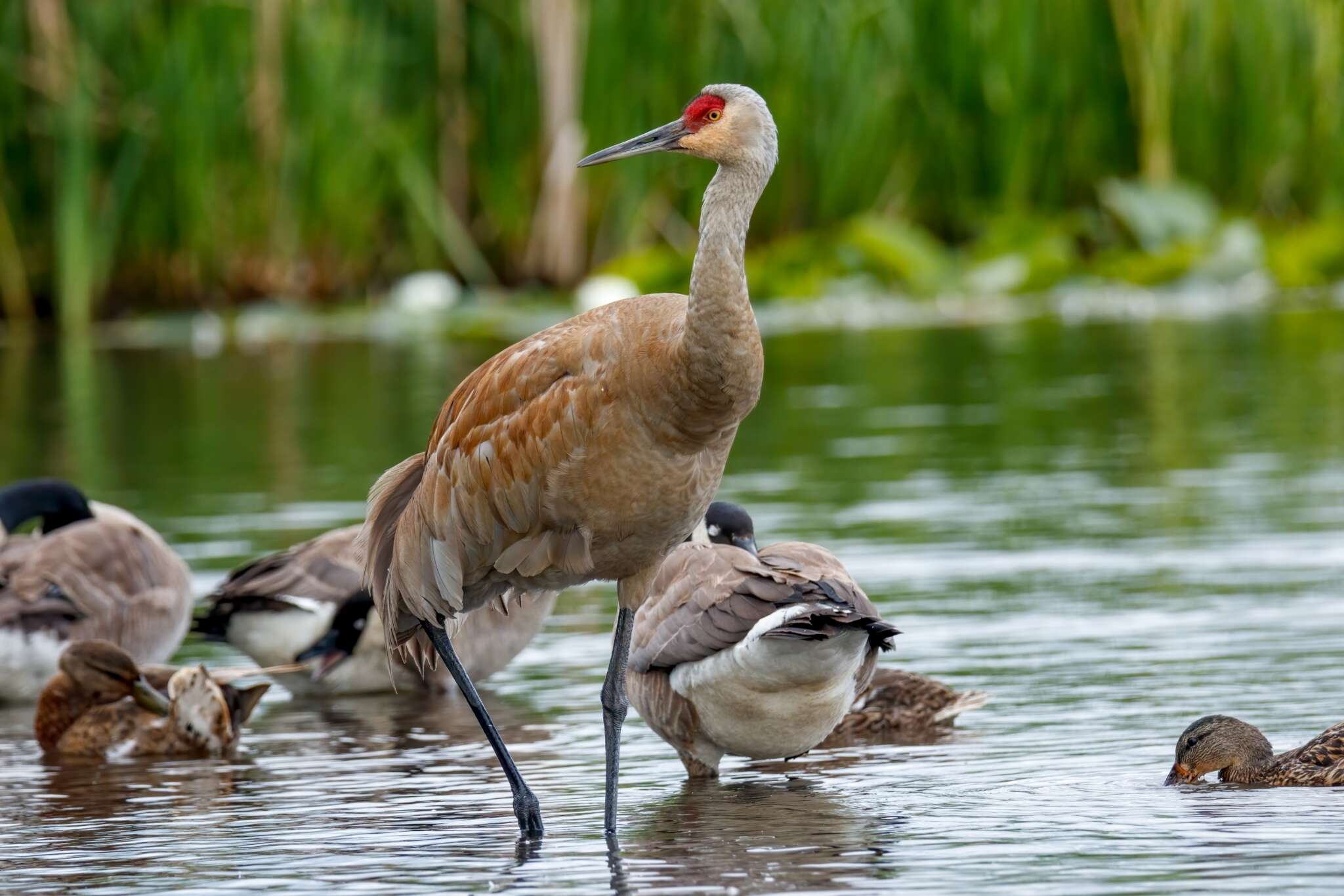 Слика од Antigone canadensis canadensis (Linnaeus 1758)