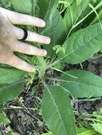 Image de Silphium mohrii Small