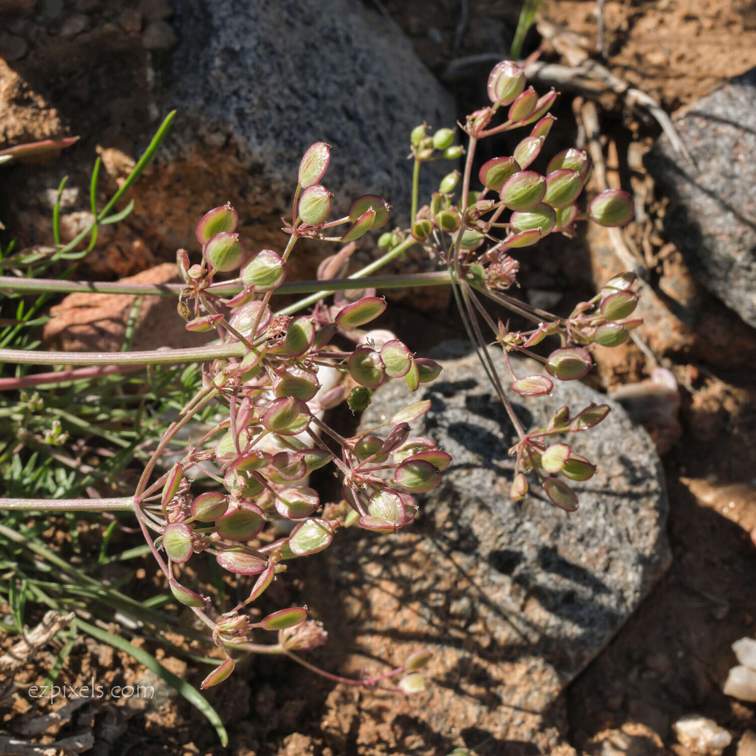 Imagem de Lomatium nevadense var. parishii (Coult. & Rose) Jeps.