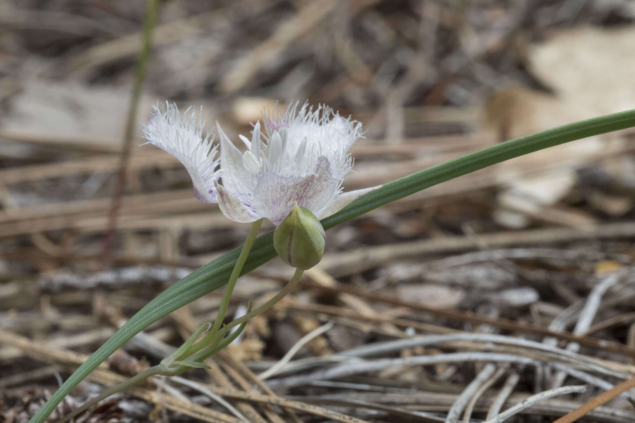 Imagem de Calochortus coeruleus (Kellogg) S. Watson