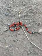 Image of West Mexican Coral Snake