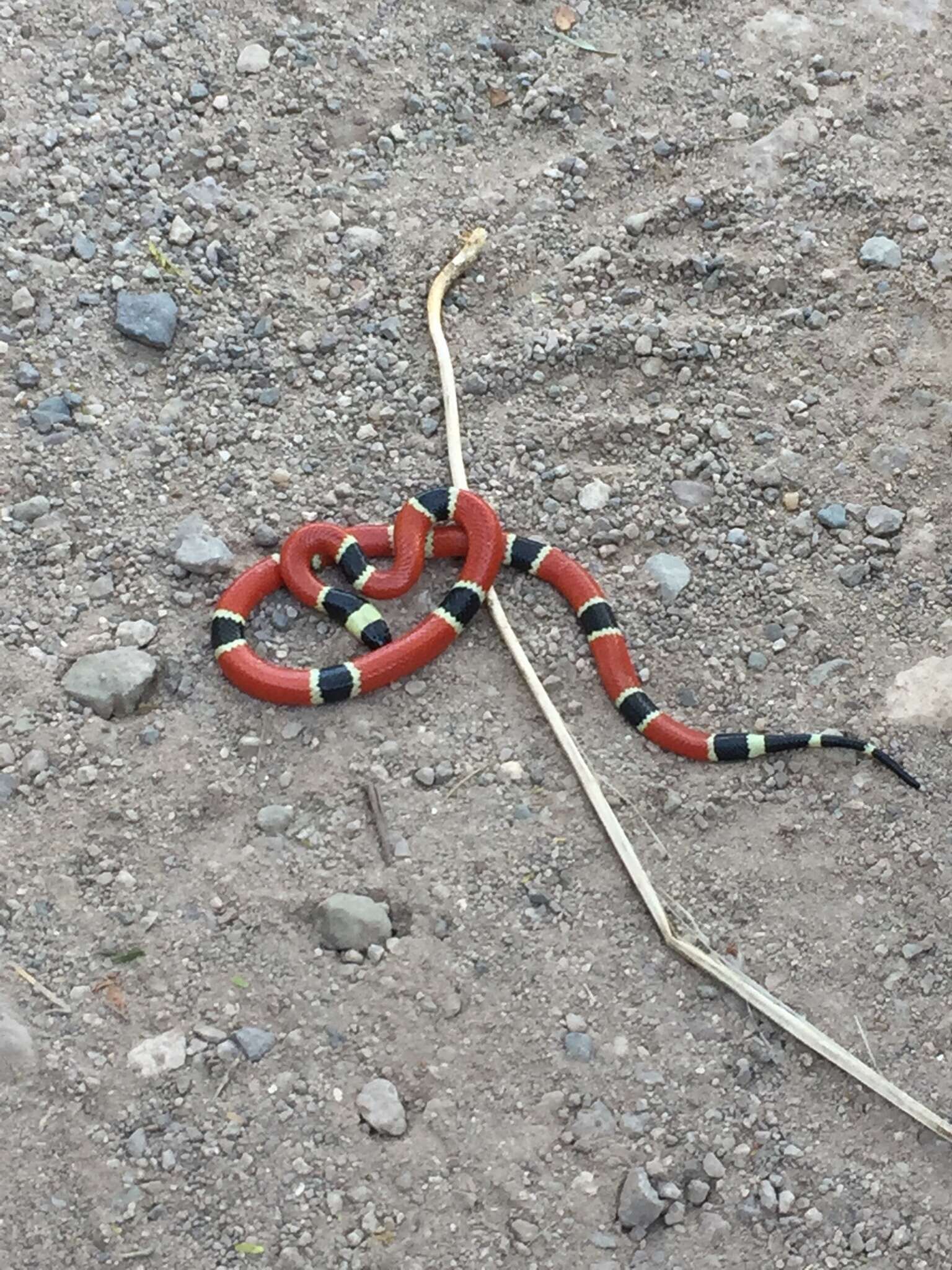 Image of West Mexican Coral Snake