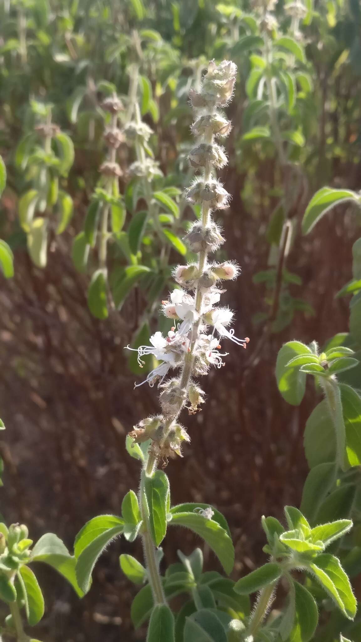 Image of holy basil