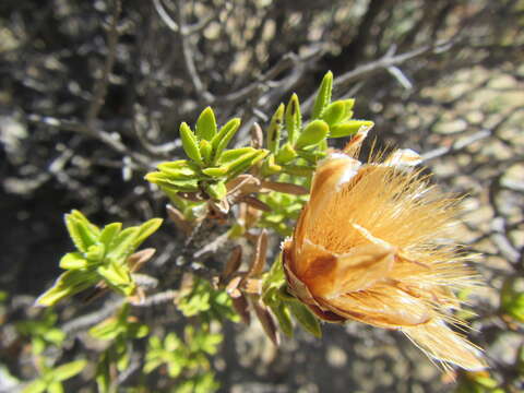 Image of Pteronia hutchinsoniana Compton