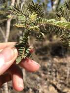 Image of Vachellia bidwillii (Benth.) Kodela