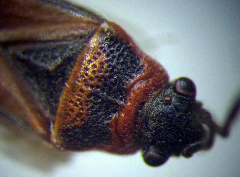 Image of Elm Seed Bug