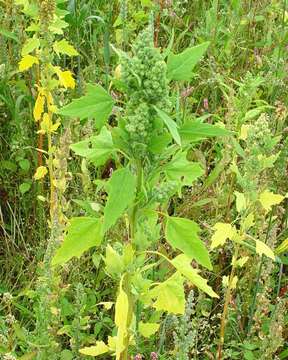 Image of quinoa