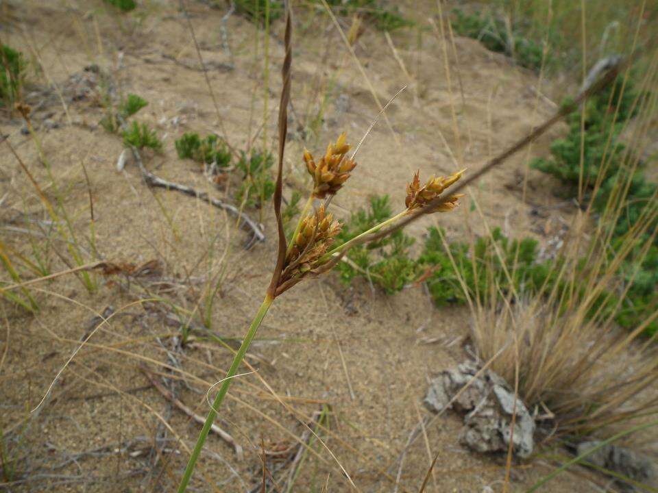 Image of Sand Flat Sedge