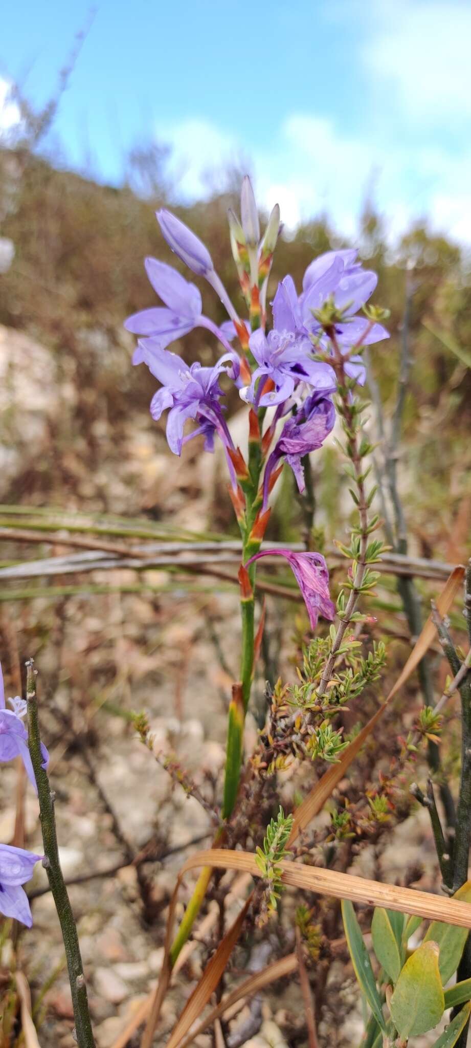 Image of Thereianthus spicatus (L.) G. J. Lewis