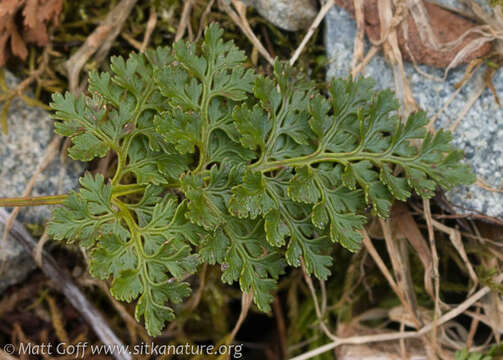 Sivun Cryptogramma sitchensis (Rupr.) Moore kuva