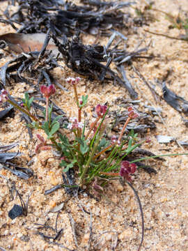 Image of Trachymene cyanopetala (F. Müll.) Benth.