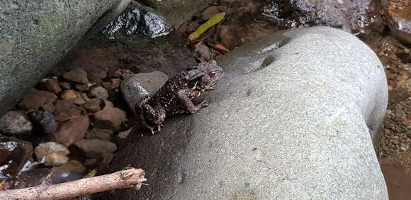 Image of Japanese Common Toad