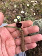 Calochortus nigrescens Ownbey resmi