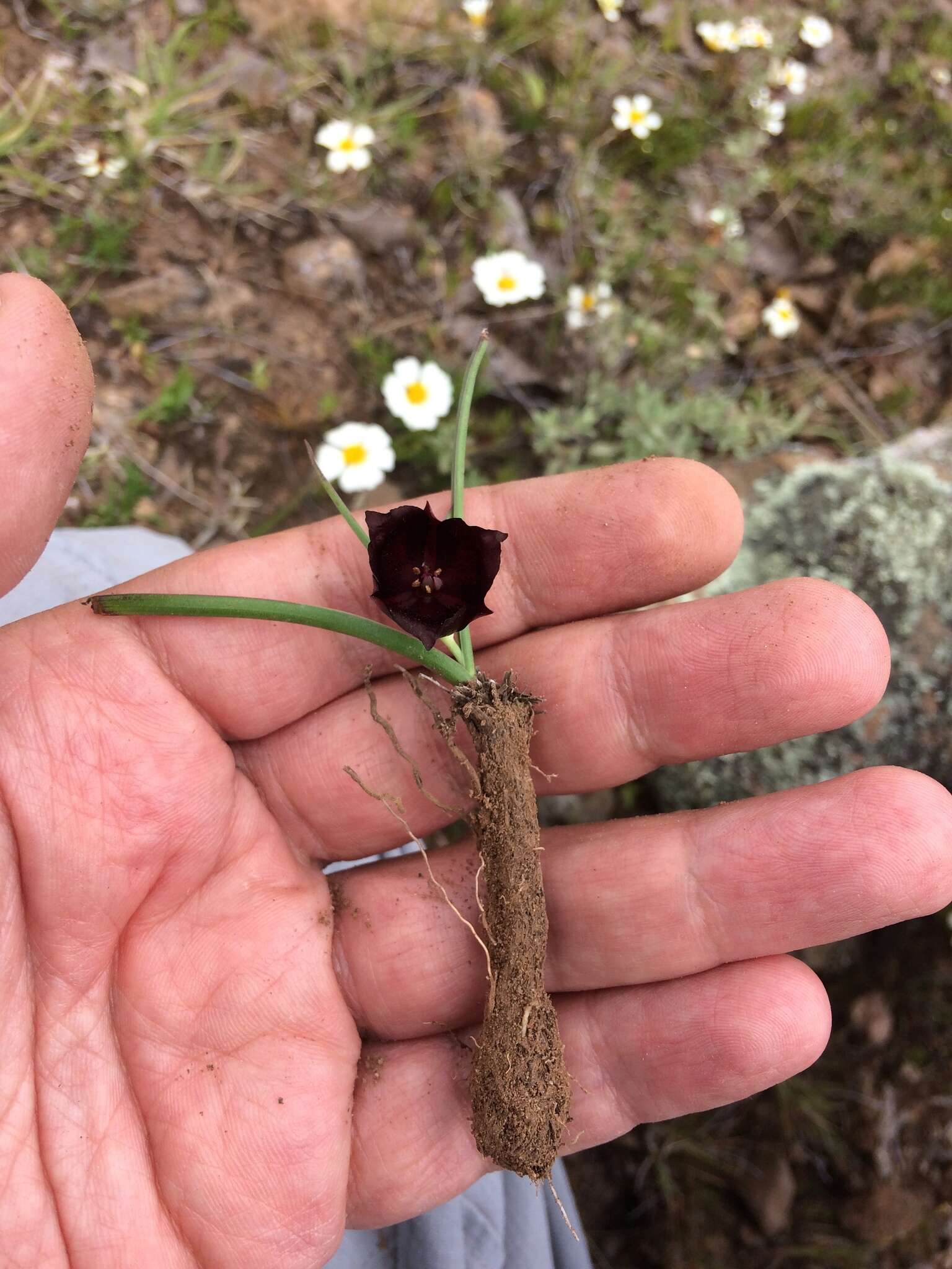 Image of Calochortus nigrescens Ownbey