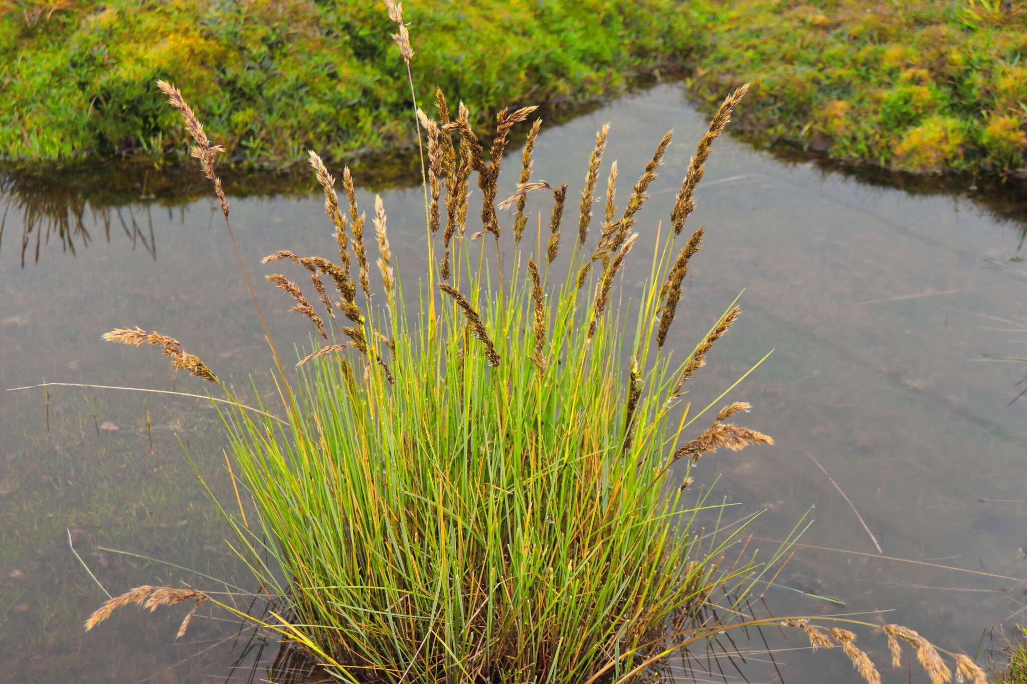 Sivun Calamagrostis chrysantha (J. Presl) Steud. kuva