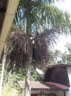 Image of Assai palm