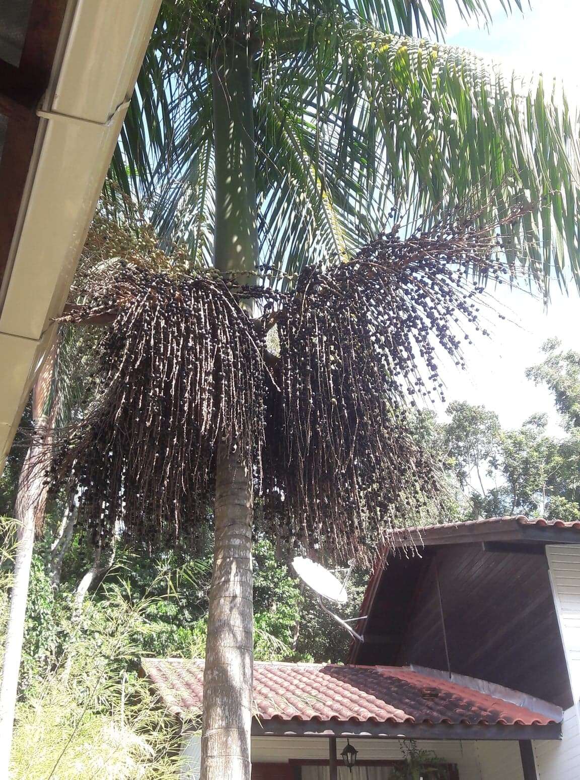 Image of Assai palm