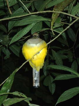 Image of Trogon rufus tenellus Cabanis 1862