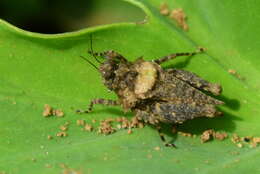 Image of Thoradonta bengalensis Shishodia 1991