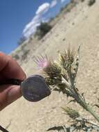 Image of Barneby's thistle