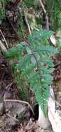 Sivun Athyrium otophorum (Miq.) Koidz. kuva