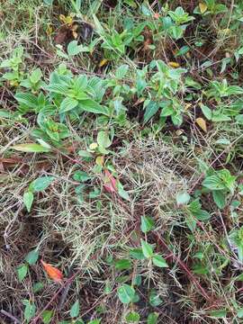 Plancia ëd Zoysia matrella (L.) Merr.