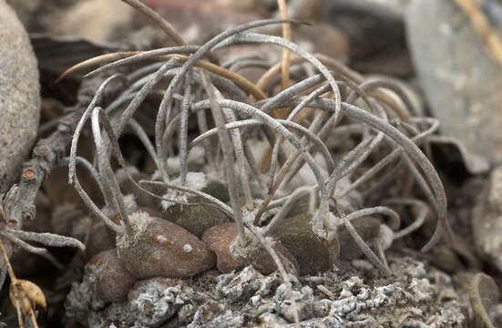 Image of Turbinicarpus schmiedickeanus subsp. macrochele (Werderm.) N. P. Taylor