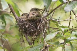 Imagem de Empidonax virescens (Vieillot 1818)