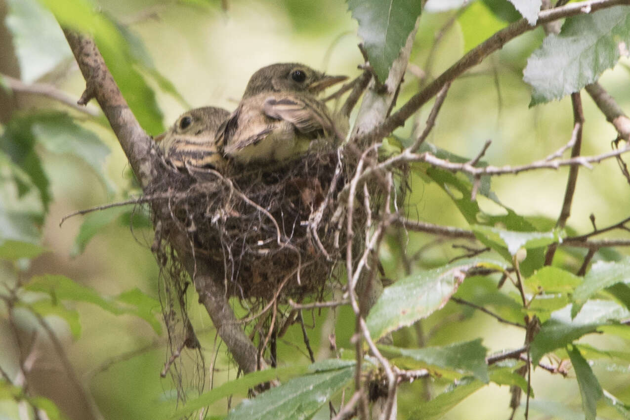 Imagem de Empidonax virescens (Vieillot 1818)