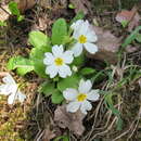 Слика од <i>Primula pruhonicensis</i>