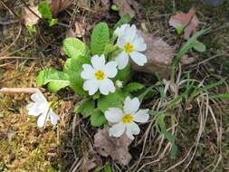 Image of <i>Primula pruhonicensis</i>