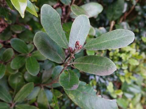 Sivun Pittosporum huttonianum T. Kirk kuva