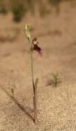 Calochilus robertsonii Benth.的圖片