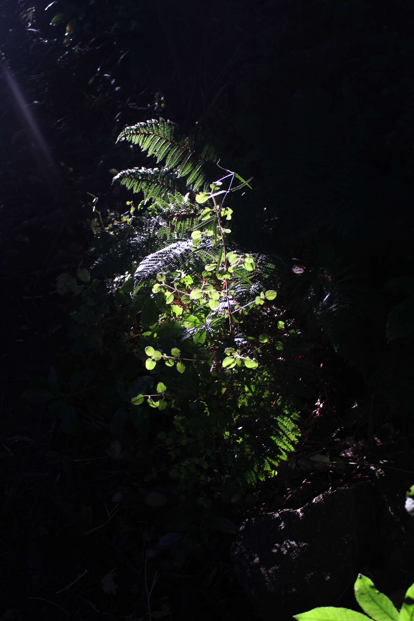 Image of Coprosma rotundifolia A. Cunn.