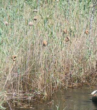 Image of Amblyospiza albifrons woltersi Clancey 1956