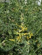 Sivun Astragalus macrocarpus DC. kuva