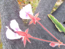 Imagem de Pelargonium ovale subsp. veronicifolium (Eckl. & Zeyh.) L. Hugo