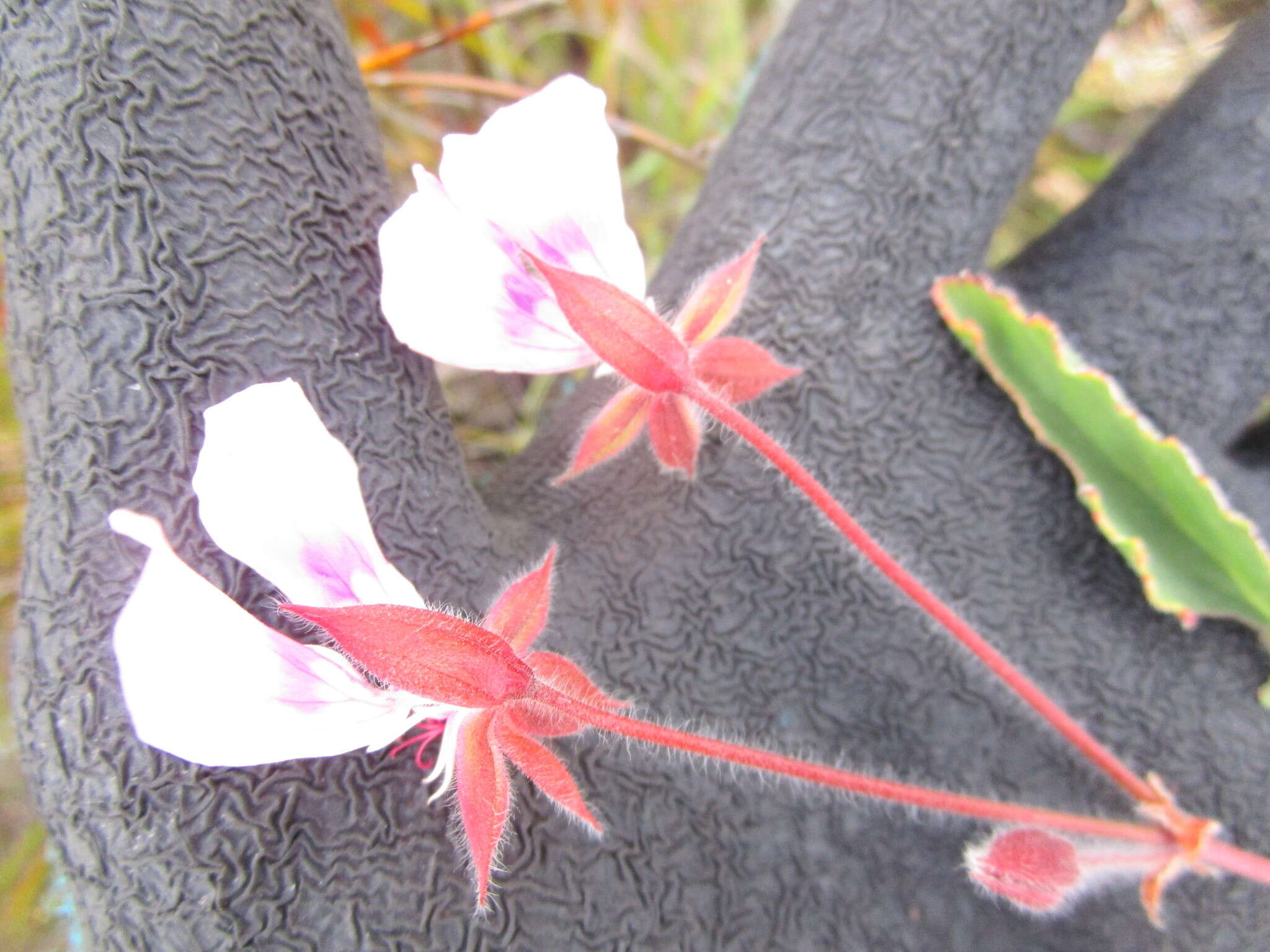 Imagem de Pelargonium ovale subsp. veronicifolium (Eckl. & Zeyh.) L. Hugo