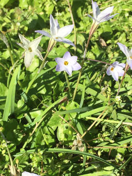 Image of Ipheion