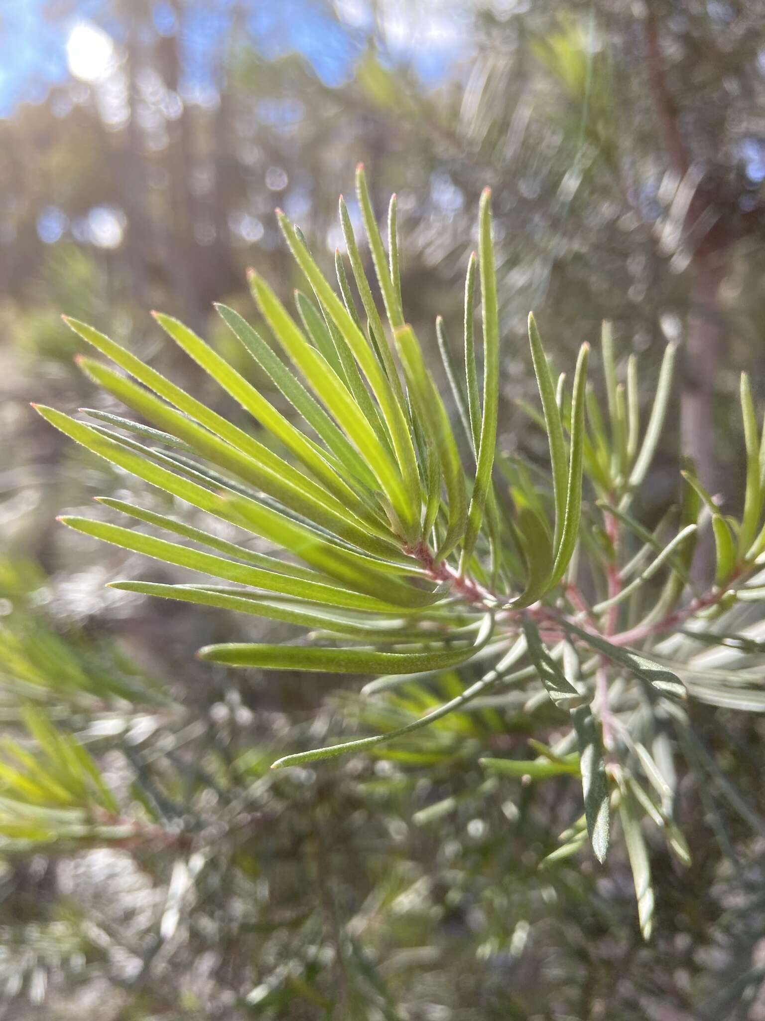 Plancia ëd Persoonia linearis Andr.