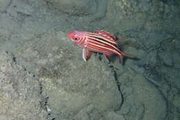 Image of Red Striped Squirrelfish